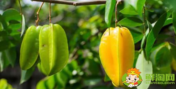 楊桃一天可以吃幾個(gè),楊桃有什么營(yíng)養(yǎng)成分