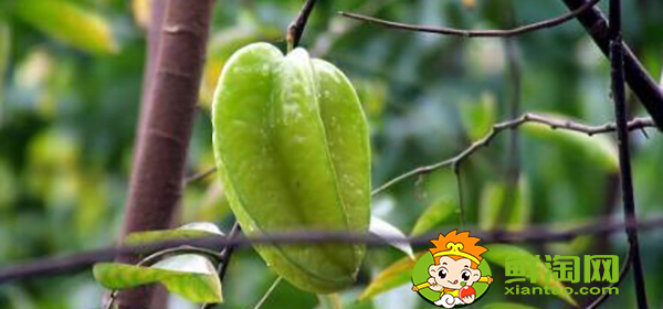 楊桃樹(shù)為什么不結(jié)果，楊桃樹(shù)結(jié)果時(shí)怎樣下肥