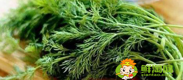 茴香的葉子黑了是否可以食用，孕婦可以少量食用茴香嘛