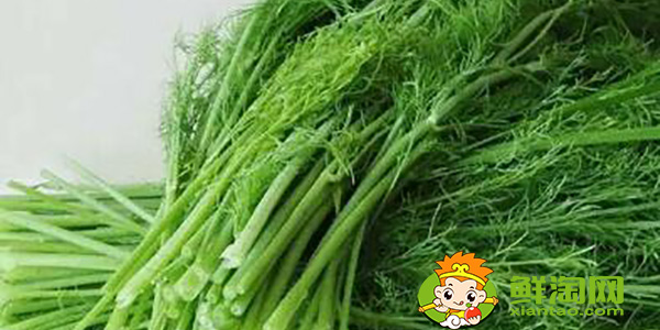茴香的葉子黑了是否可以食用，孕婦可以少量食用茴香嘛
