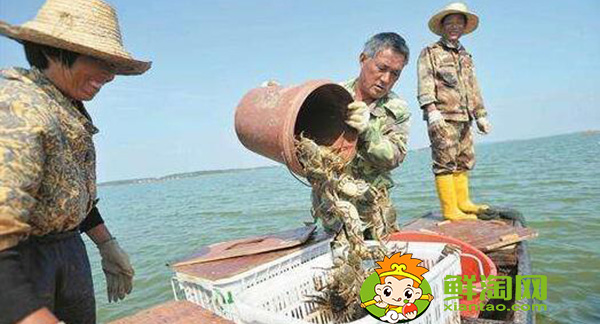 梁子湖大閘蟹什么時候吃,梁子湖大閘蟹季節(jié)
