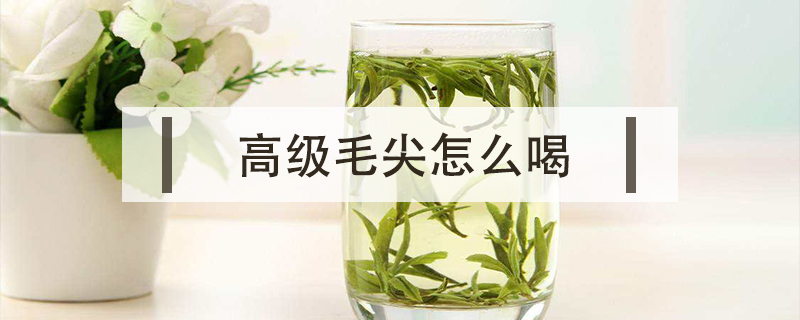 高級毛尖怎么喝