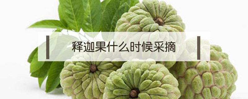 釋迦果什么時候采摘