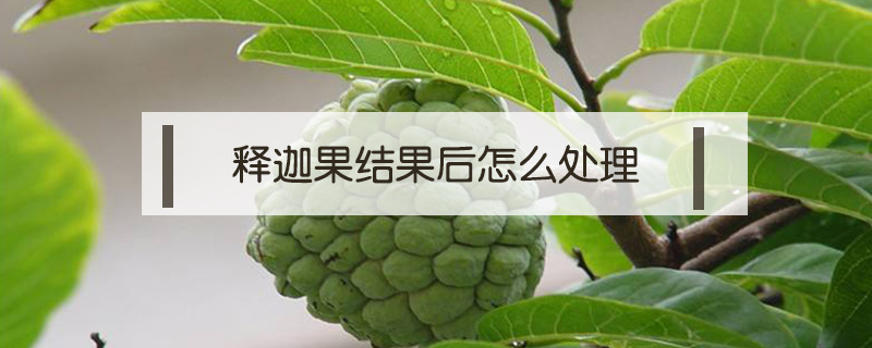 釋迦果結果后怎么處理