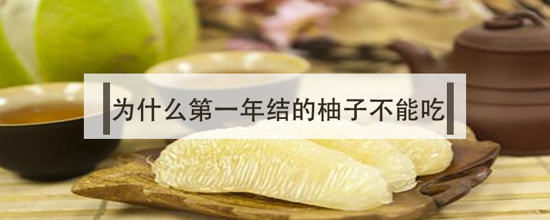 為什么第一年結(jié)的柚子不能吃