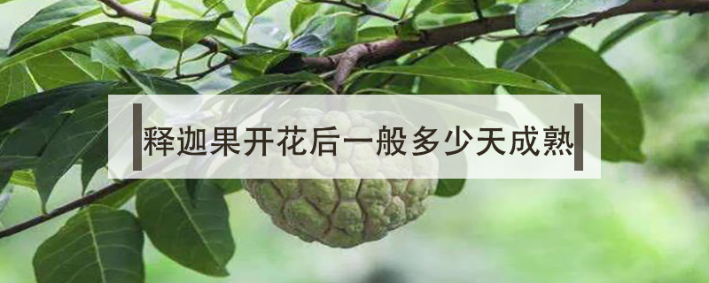 釋迦果開花后一般多少天成熟