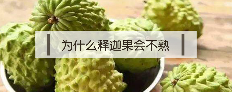 為什么釋迦果會不熟