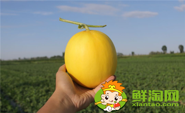 沙漠密瓜和哈密瓜有什么區別,沙漠密瓜的功效與作用