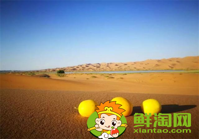 沙漠密瓜來自哪,什么地方的沙漠瓜最好
