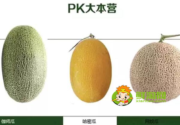 綠色哈密瓜是什么品種，綠色哈密瓜是發物嗎