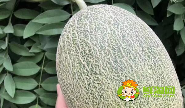綠色哈密瓜是什么品種，綠色哈密瓜是發物嗎