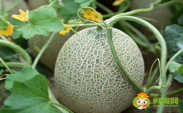 綠色哈密瓜是什么品種,綠色哈密瓜是發物嗎