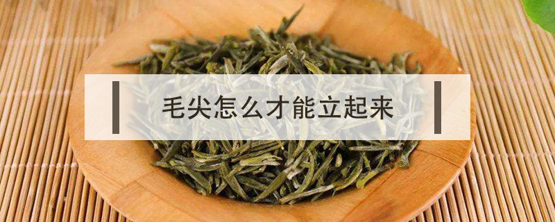 毛尖怎么才能立起來