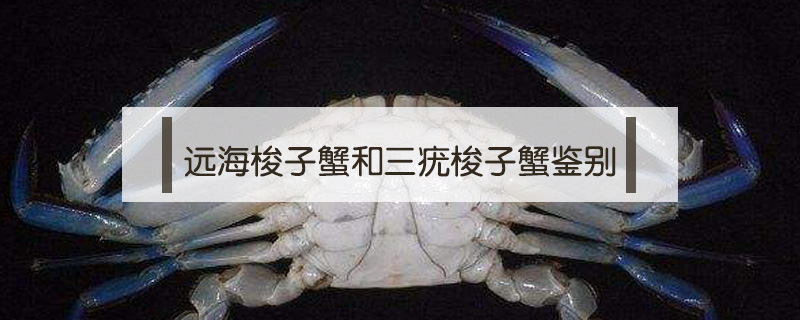 遠(yuǎn)海梭子蟹和三疣梭子蟹鑒別