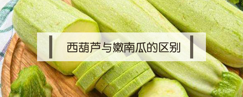 西葫蘆與嫩南瓜的區(qū)別