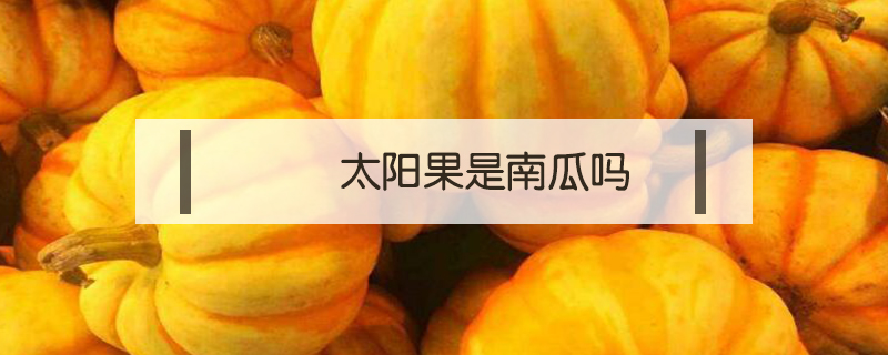 太陽果是南瓜嗎