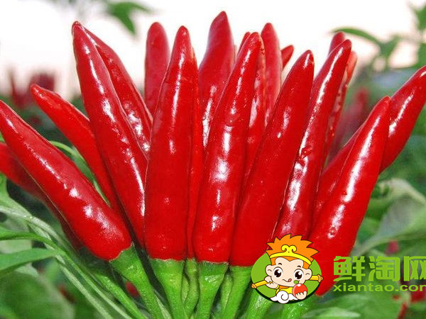 小紅椒是小米椒嗎，小米椒和小紅椒哪個辣