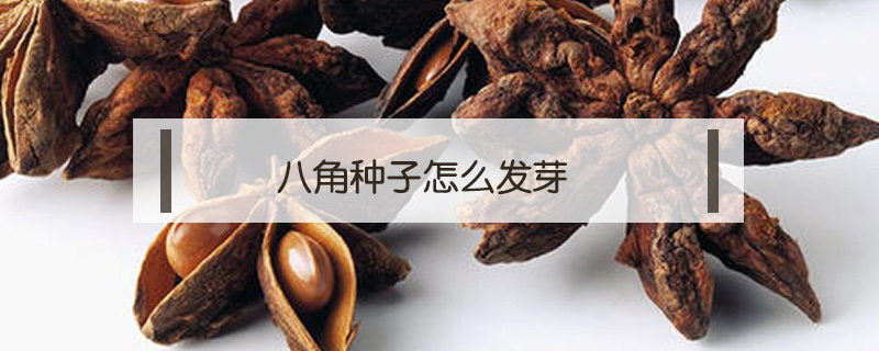八角種子怎么發芽