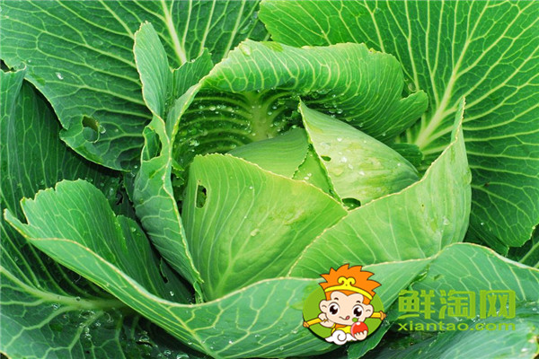 7月份可以種包菜嗎，礦石鎮卷心菜成熟時間