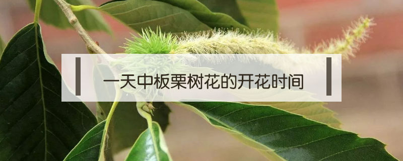 一天中板栗樹(shù)花的開(kāi)花時(shí)間