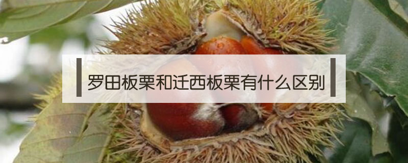 羅田板栗和遷西板栗有什么區(qū)別