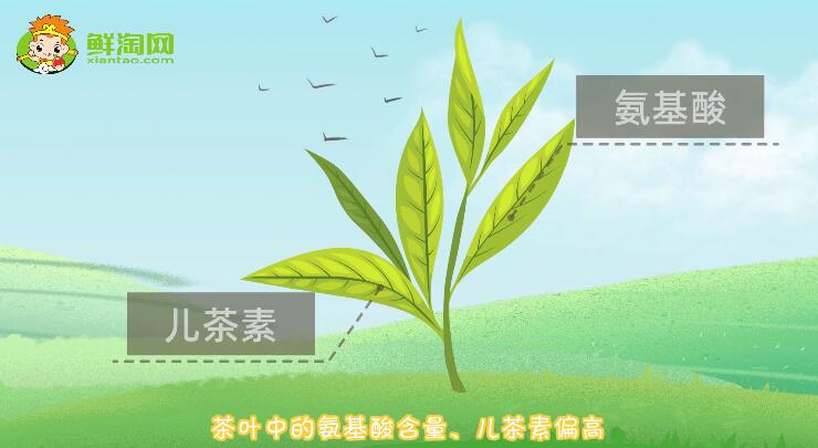 春茶和秋茶的口感區(qū)別