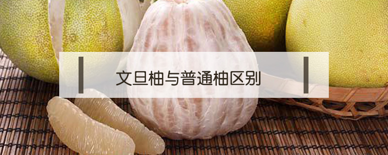 文旦柚與普通柚區(qū)別