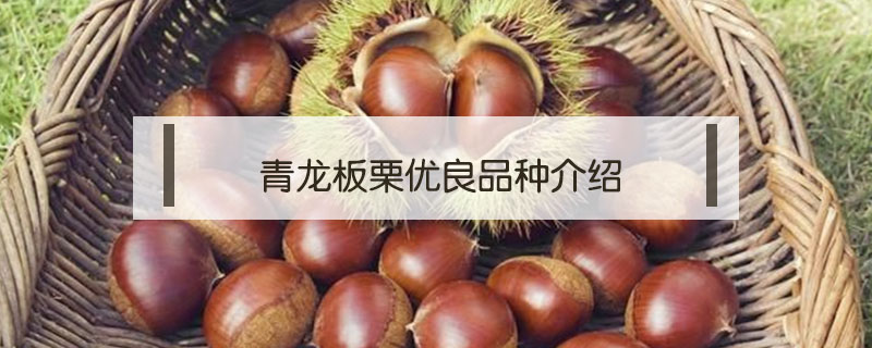 青龍板栗優良品種介紹