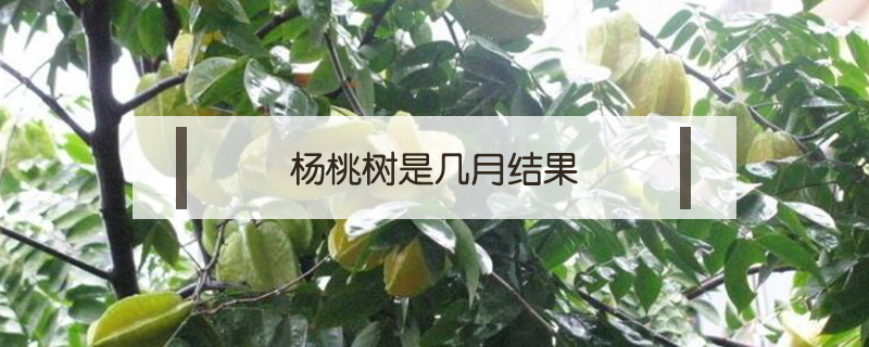 楊桃樹(shù)是幾月結(jié)果