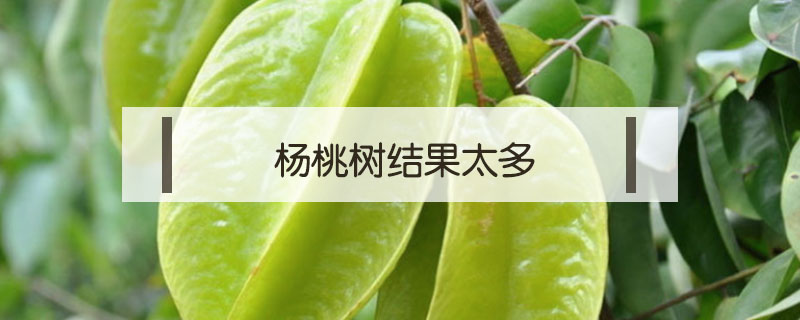 楊桃樹結果太多