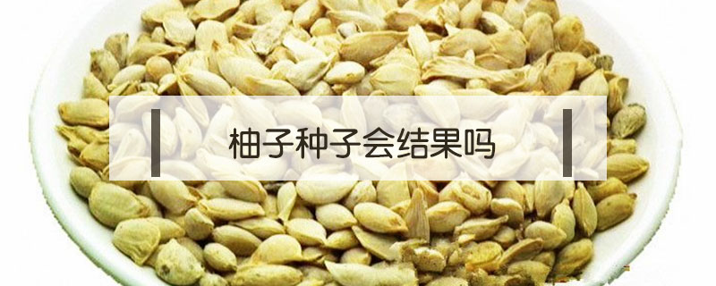 柚子種子會(huì)結(jié)果嗎