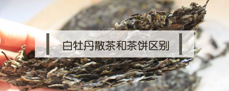 白牡丹散茶和茶餅區別