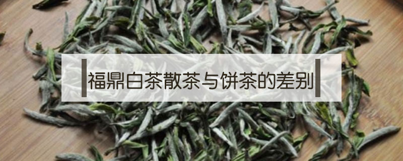 福鼎白茶散茶與餅茶的差別