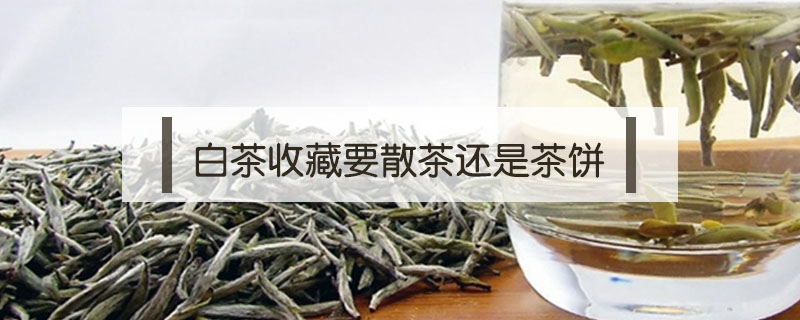 白茶收藏要散茶還是茶餅