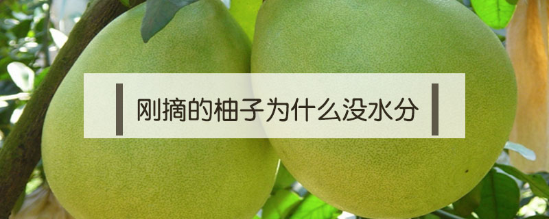 剛摘的柚子為什么沒水分