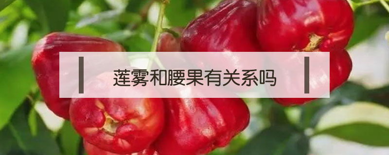 蓮霧和腰果有關(guān)系嗎