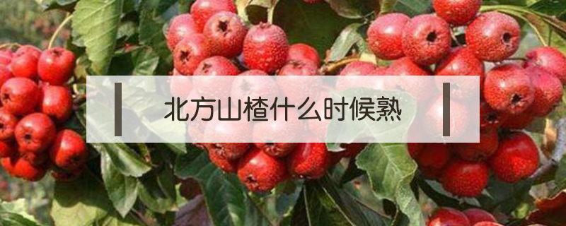 北方山楂什么時候熟