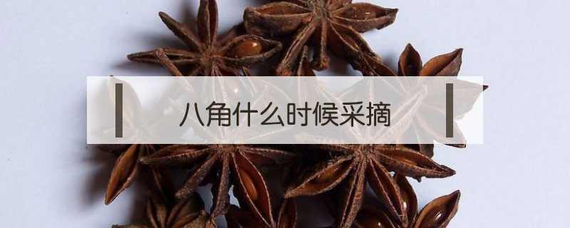 八角什么時(shí)候采摘