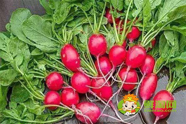 炒紅蘿卜要放什么調(diào)料,紅蘿卜做餡兒和什么是絕配