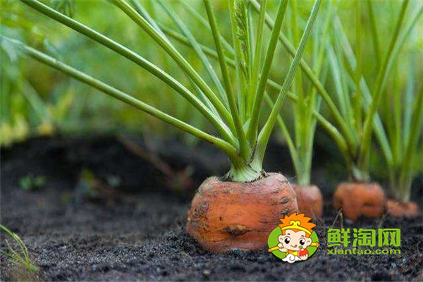 水果胡蘿卜是直接吃嗎，胡蘿卜一天吃一根行嗎