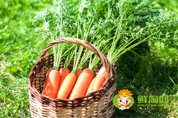 白蘿卜放地窖儲存好嗎，胡蘿卜可以放土里長久保存嗎