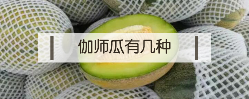 伽師瓜有幾種