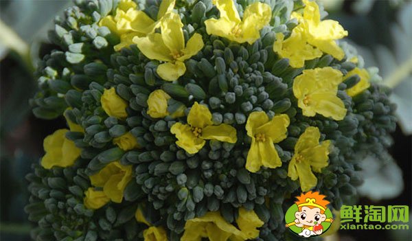 西蘭花開花了還能吃嗎,西蘭花怎么洗