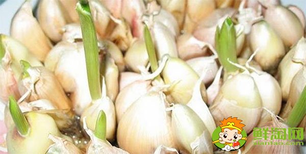 大蒜發芽能吃嗎，大蒜種植時間和方法