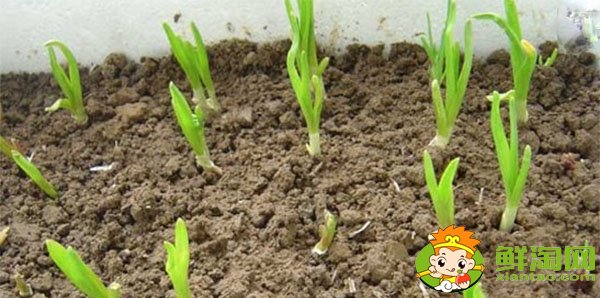 大蒜發芽能吃嗎，大蒜種植時間和方法