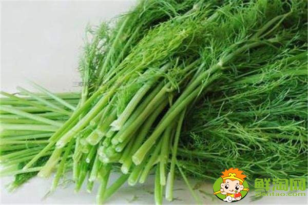 茴香菜的功效與作用及食用方法，哪些人不適合吃茴香菜