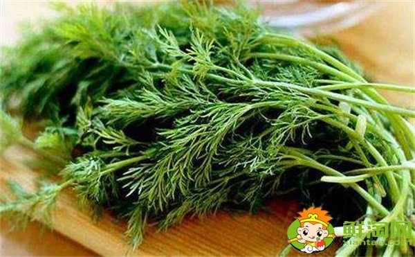 茴香菜的功效與作用及食用方法，哪些人不適合吃茴香菜