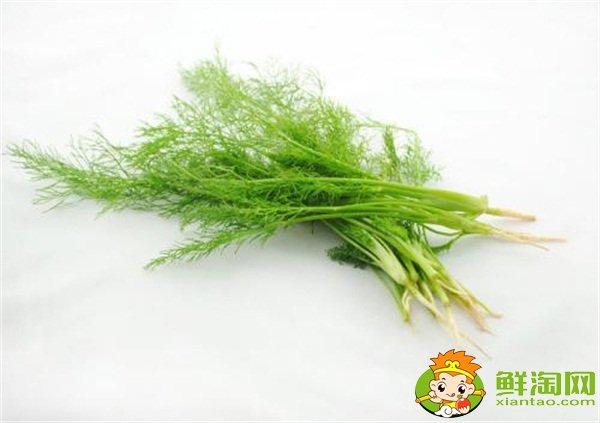 茴香菜可以曬干嗎，茴香為什么晚上不能吃