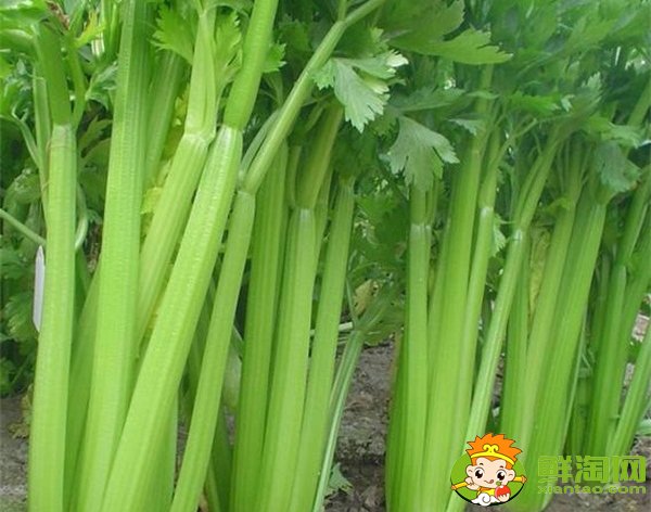 山東芹菜產(chǎn)地哪里有名，西芹哪里產(chǎn)的最好