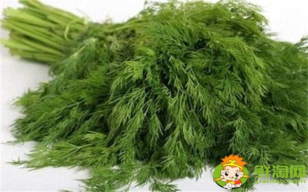 茴香菜長什么樣，茴香有幾種叫法